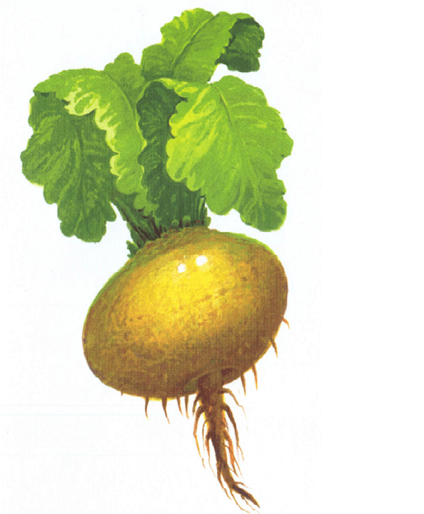 အာနိသင်တိုးမြှင့်ဖို့ turnip